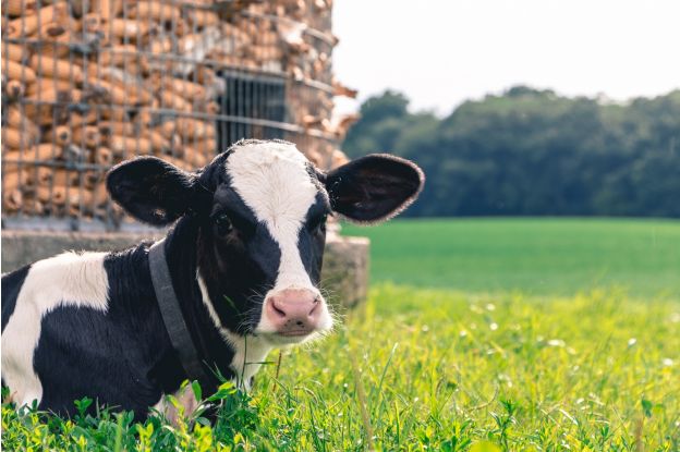 herkunftsangaben beim fleisch