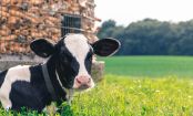 Fleisch aus der Region: Wenn's um die Wurst geht
