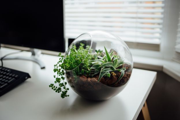 Anleitung für ein Mini-Terrarium