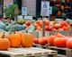 Kürbis-Facts: 8 erstaunliche Fakten über das Herbstgemüse