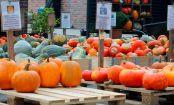 Kürbis-Facts: 8 erstaunliche Fakten über das Herbstgemüse