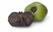 Diese Frucht schmeckt nach Schoki - aber hat kaum Kalorien