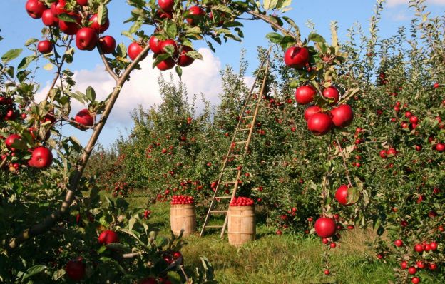 Tipp 1: Regionale und nachhaltig produzierte Produkte