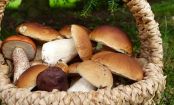 Saisonal kochen in Herbst und Winter - Inspiration von Gemüse bis Wild