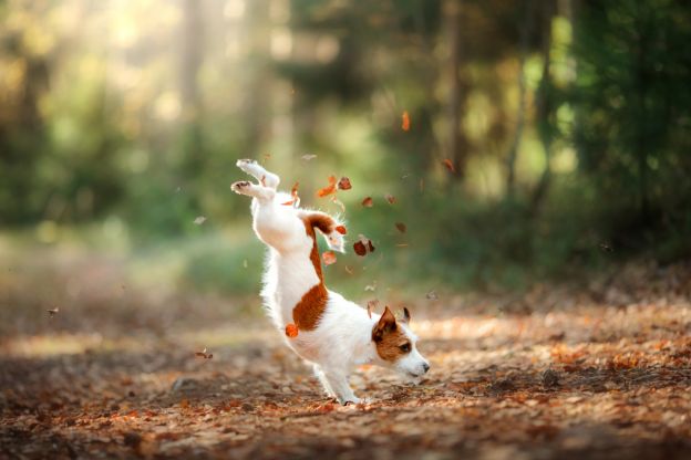 Ein Spaziergang...