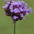 Verbena