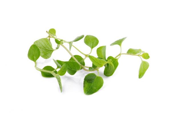 OReGANO