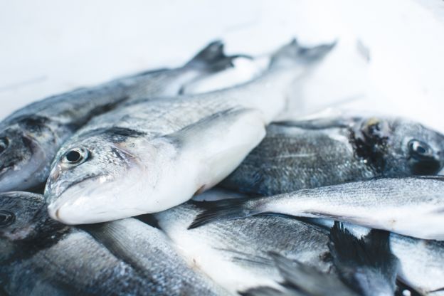 Contra Fisch