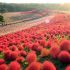 Spazieren zwischen den Feuerbällen des Hitachi Seaside Park