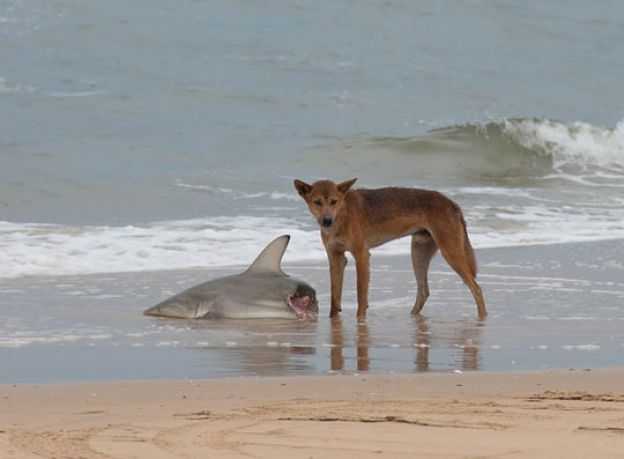 Nur ein Dingo, der einen Hai isst, hier gibt's nichts zu sehen