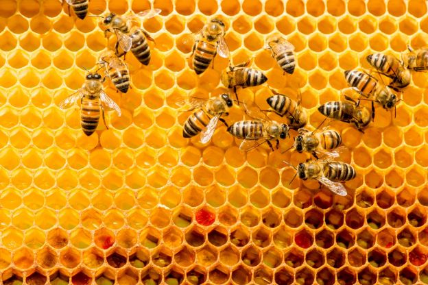 Folgen des Bienensterbens