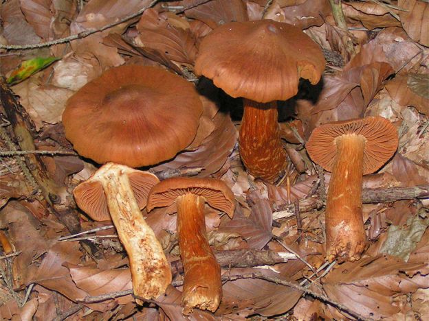 Spitzgebuckelter Raukopf (Cortinarius Rubellus)