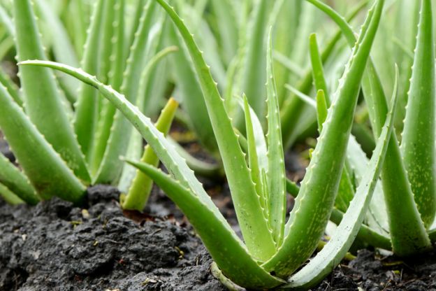 50 POSITIVE Effekte VON ALOE VERA