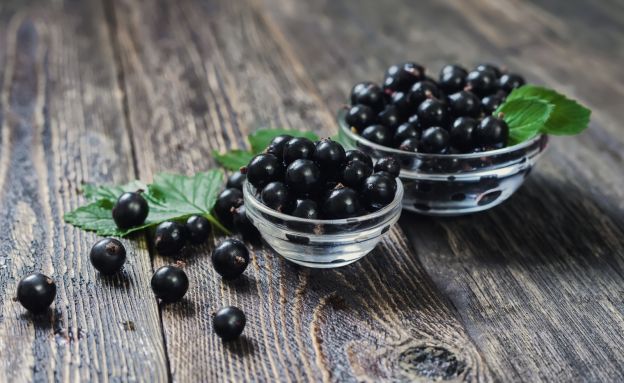 schwarze Johannisbeeren