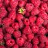 Himbeeren