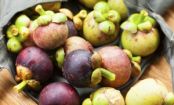 Habt ihr schon einmal von der MANGOSTAN gehört?