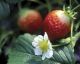 Erdbeeren anpflanzen: So gelingt es!