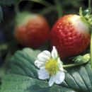 Erdbeeren anpflanzen: So gelingt es!