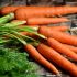 Karottengrün verwerten