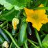 Zucchini