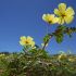 Tribulus