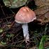 Stink-Schirmling (Lepiota Cristata)