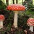 Fliegenpilz (Amanita Muscaria)