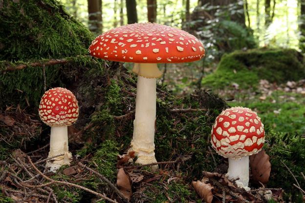 Fliegenpilz (Amanita Muscaria)