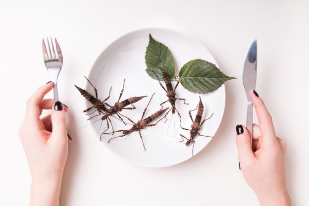 1. Warum sollte ich Insekten essen?