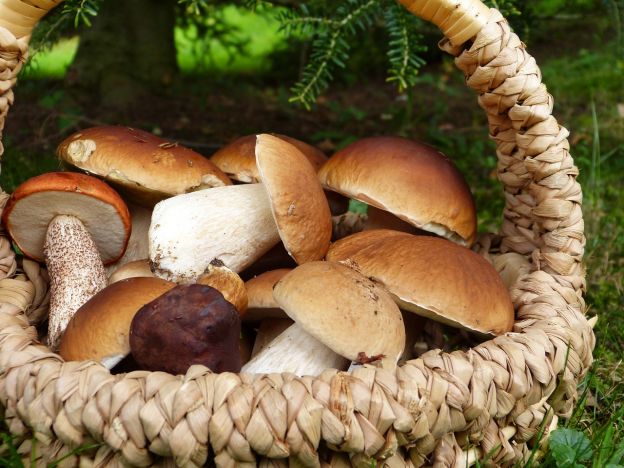 Herbstzeit ist Pilzezeit