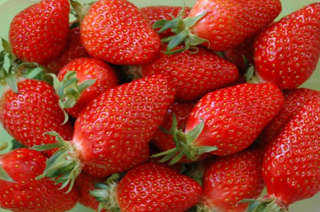 Erdbeere: die königin des frühlings