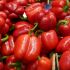 Rote Paprika