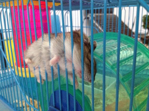 18 - Dieser Hamster veranschaulicht, was es bedeutet, sich gerädert zu fühlen