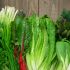 Grünes Blattgemüse und Salate