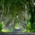 Wandele unter den Dark Hedges in Nordirland