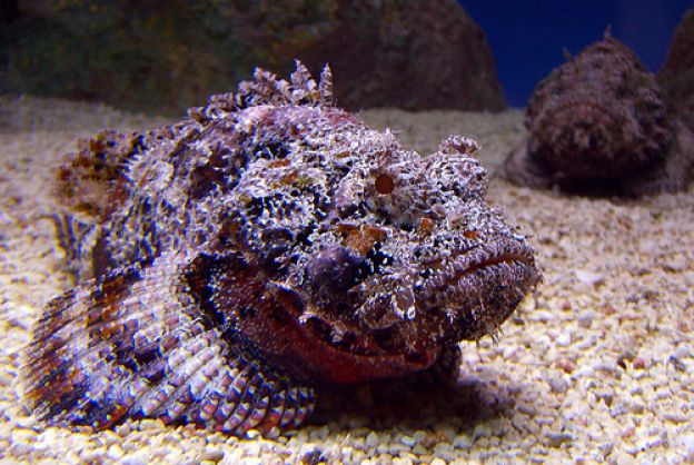 Dieser Fisch ist tödlich