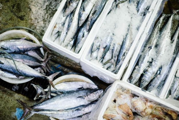 Contra Fisch