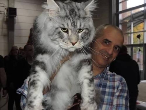 10 GIGANTISCHE Maine Coon Katzen