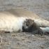 Glück für den kleinen Leoparden