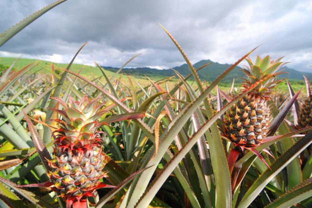 Ananas