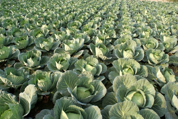 Kohl
