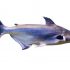 Pangasius