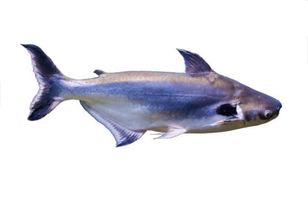Pangasius