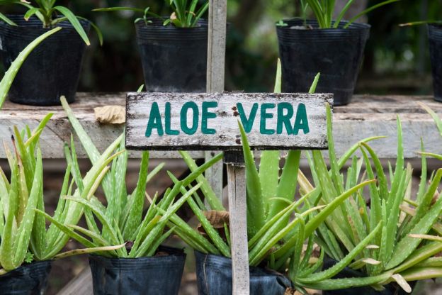 Aloe Vera