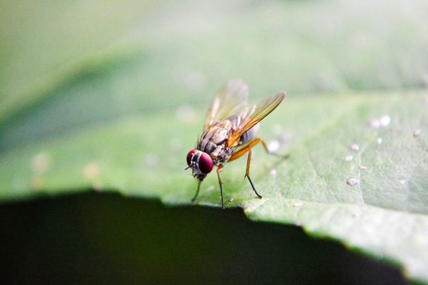 FRUCHTFLIEGEN VERTREIBEN MIT HAUSMITTELN