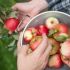 Apfel ist nicht gleich Apfel!