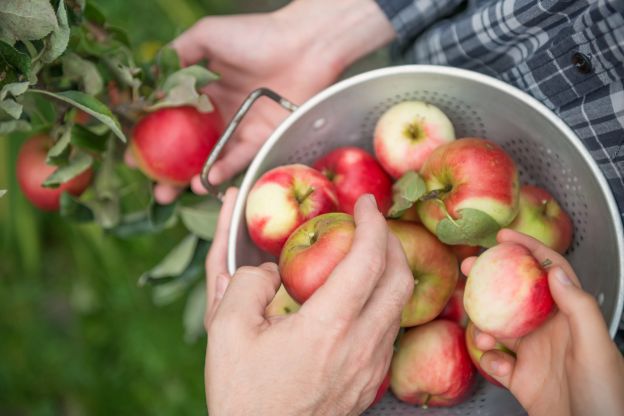 Apfel ist nicht gleich Apfel!