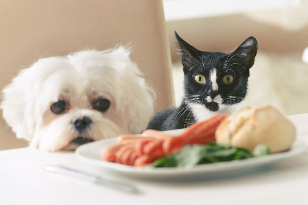 Was darf mein Haustier essen?