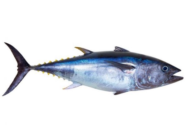 Thunfisch