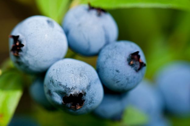 Blaubeeren - kleine Wunderwaffen